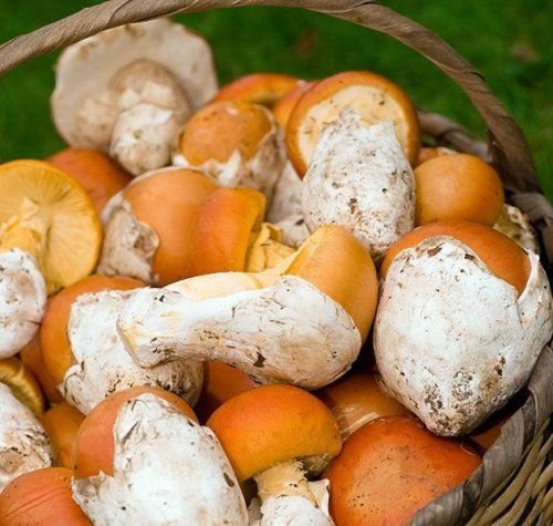 Amanita