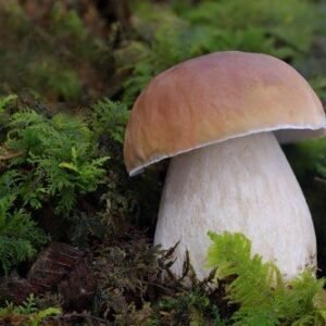 Boletus Edulis fresco de temporada