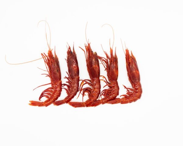 Carabinero (Aristaeopsis edwardsiana)
