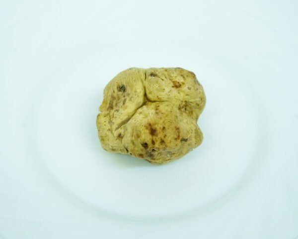 Trufa blanca fresca (Tuber magnatum)