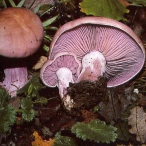 Pie Azul (Lepista nuda) – Seta silvestre seleccionada